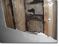 Mold inside house wall